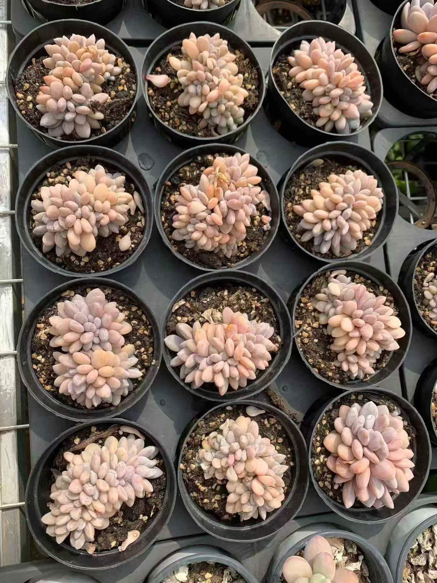 265562 ルビー ブロンズ綴化