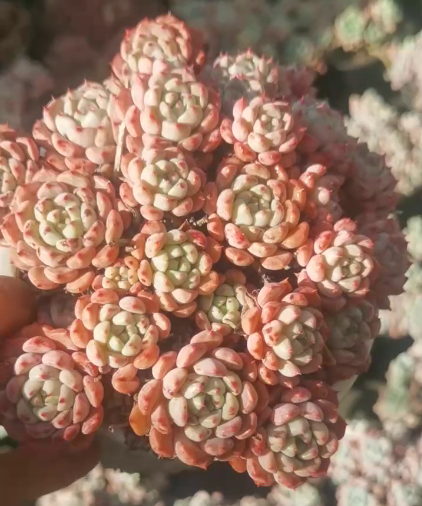 263791 マッチメーカー