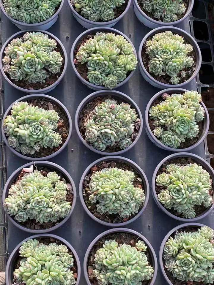 263221 オーストラリアキャプテンハイ