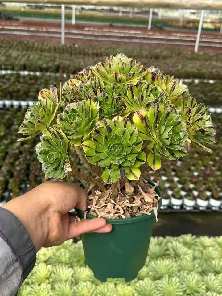 263631 ジェイド ファイア