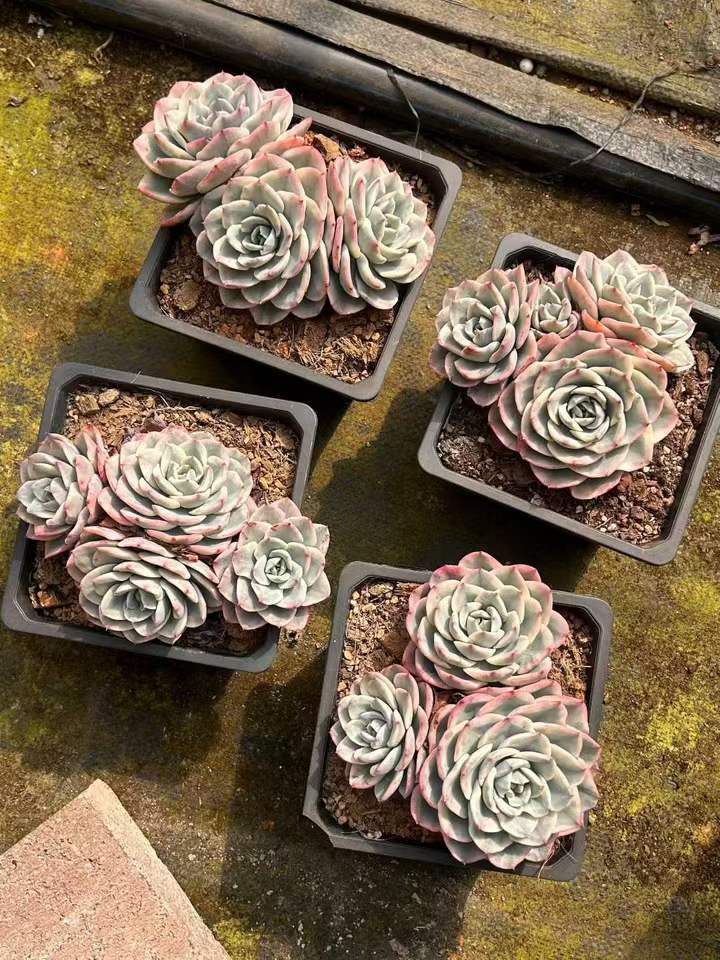 T26452 ピーチス&クリーム錦