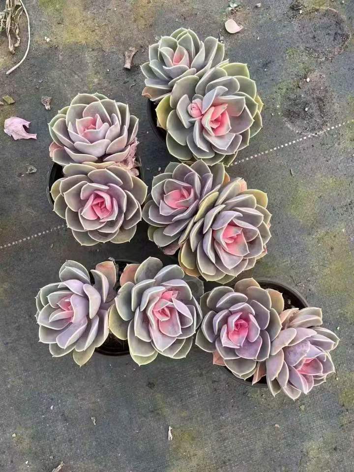 26506 パールフォンニュルンベルグ薬錦