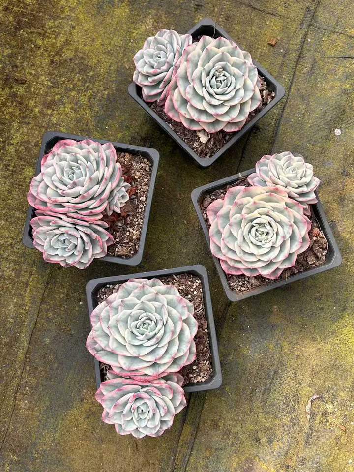 T26453 ピーチス&クリーム錦