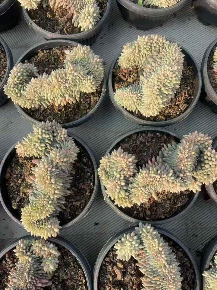 26568 エンジェルスフィンガー綴化