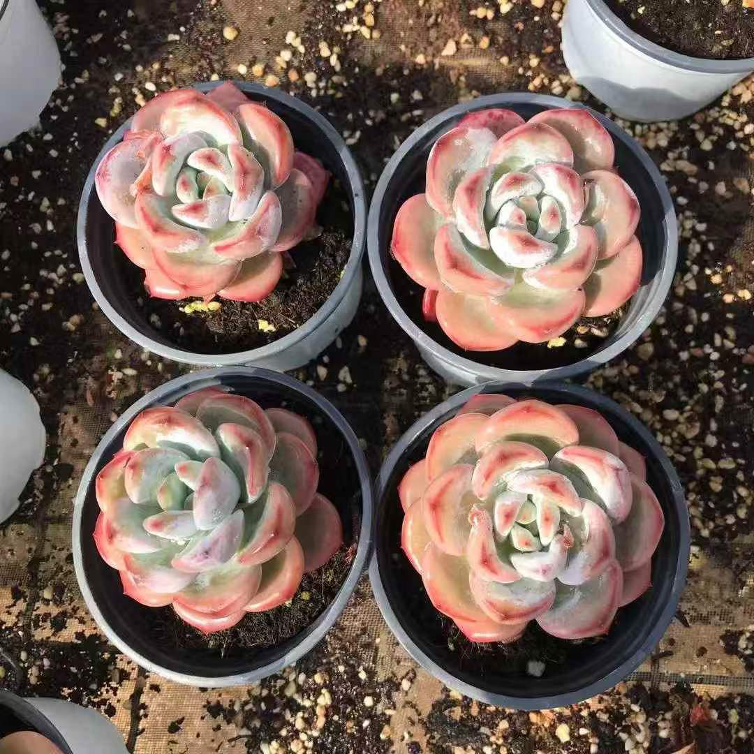 265459 スパーク スノー