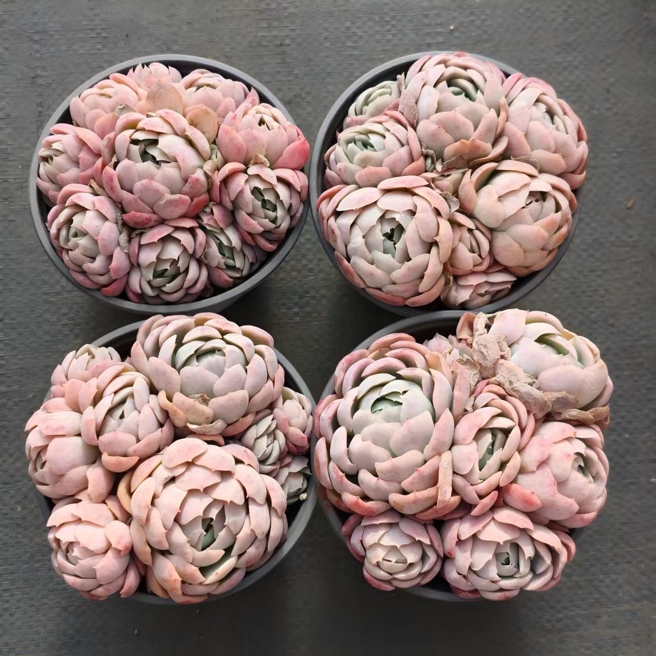 23391 ラズベリーアイス