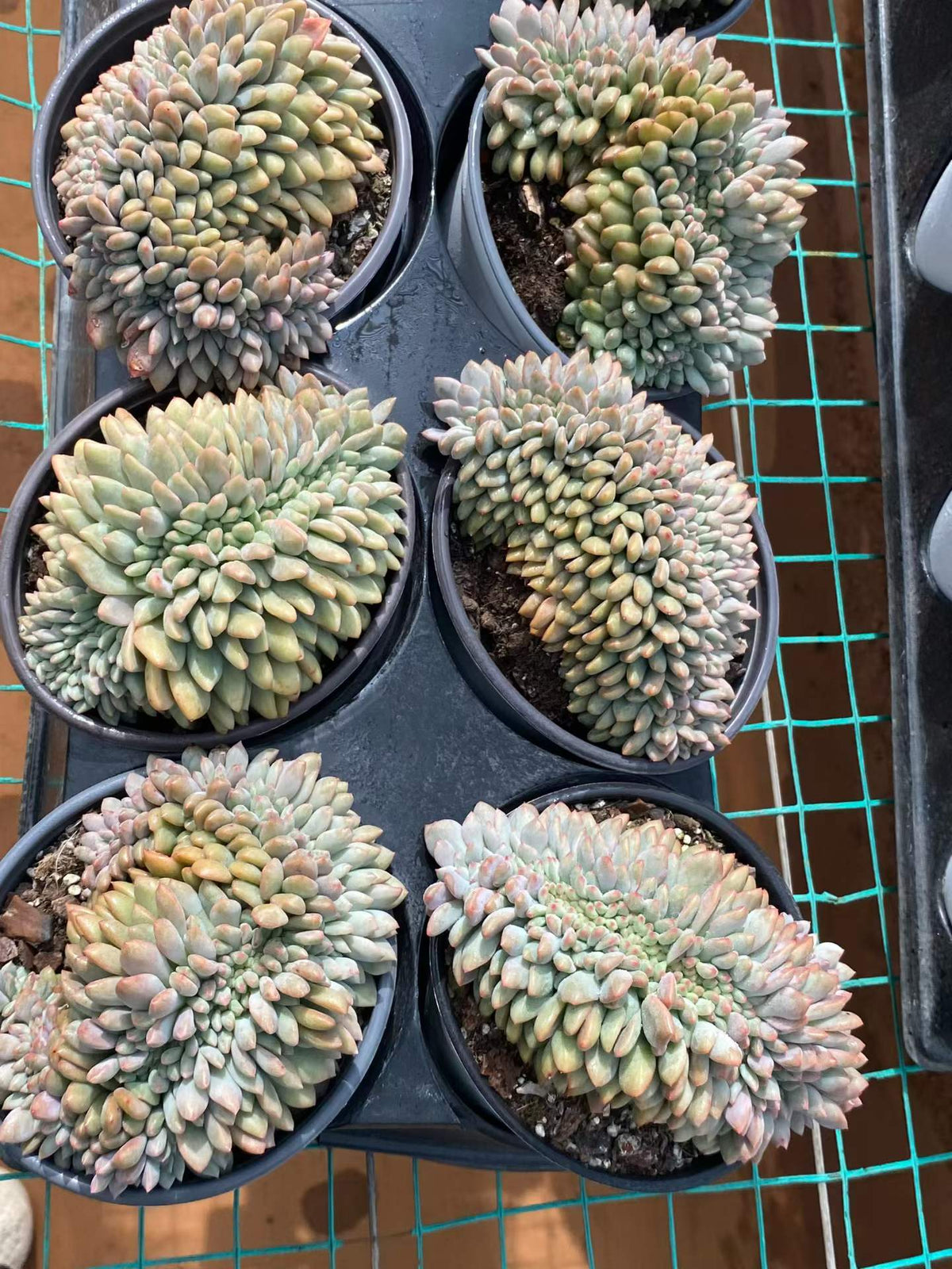 363375 アリエル綴化