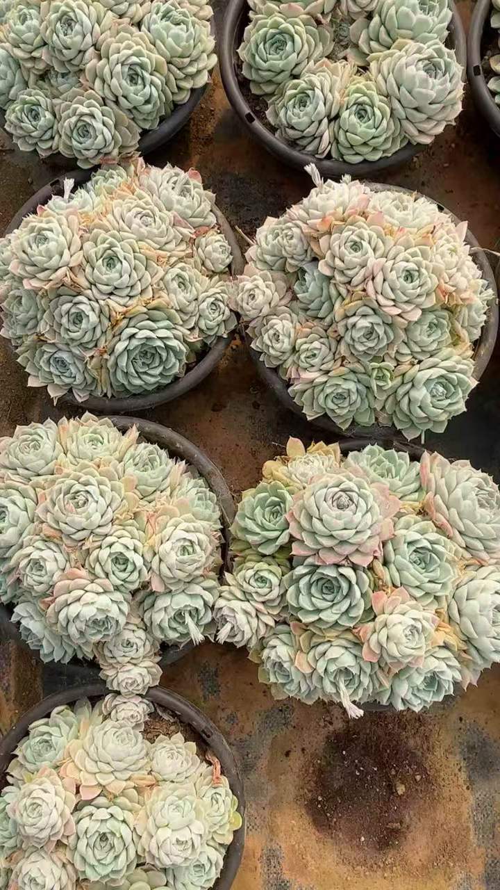 263961 ヒューグミルス