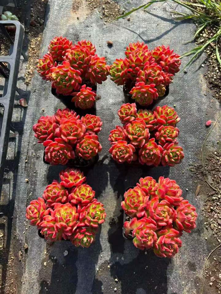 262681 スモールランタン