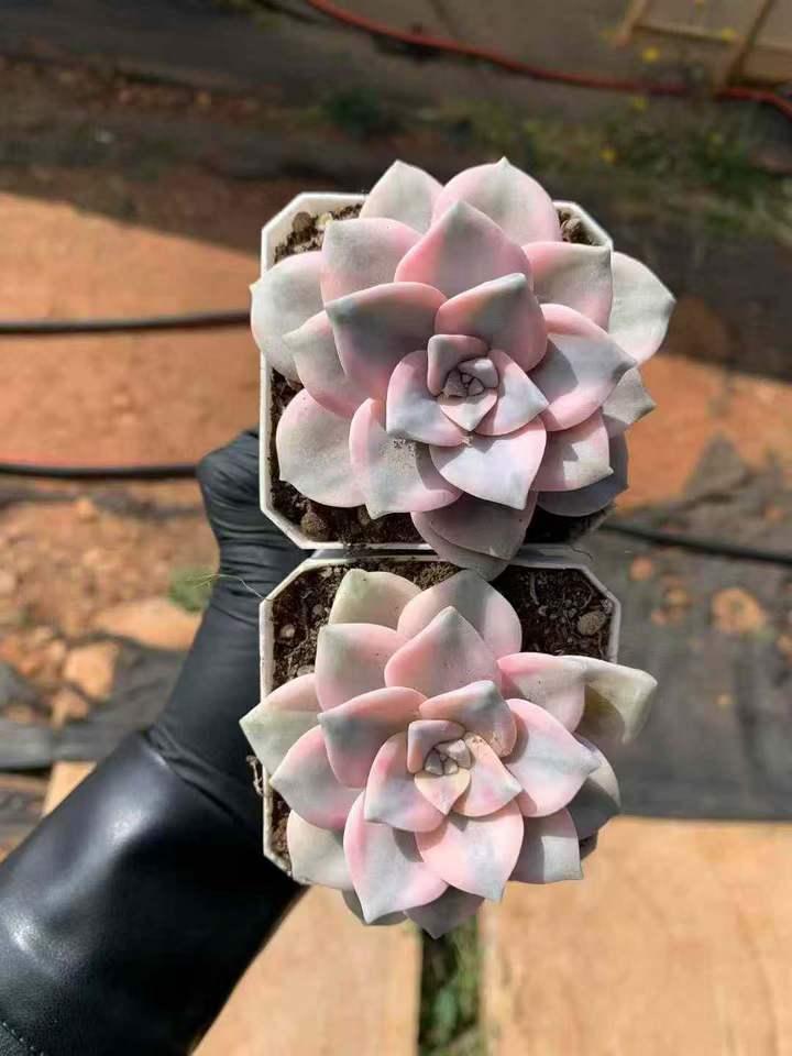 26579 スノーホワイト錦