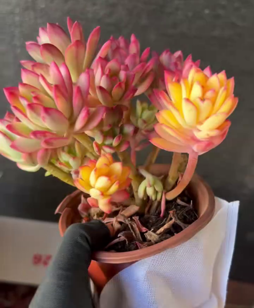 26473 ミニベル錦