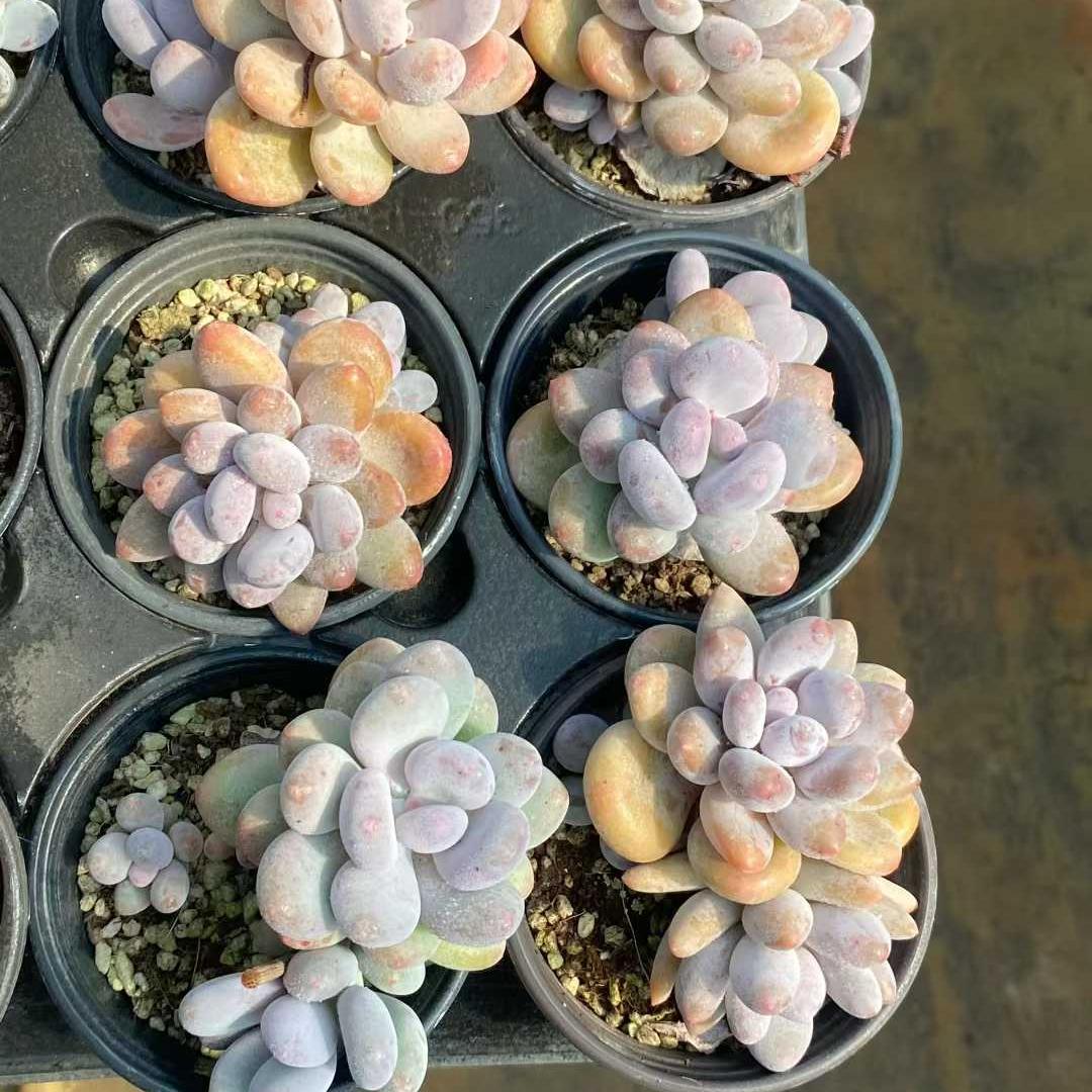 360013 ビーバービューティー