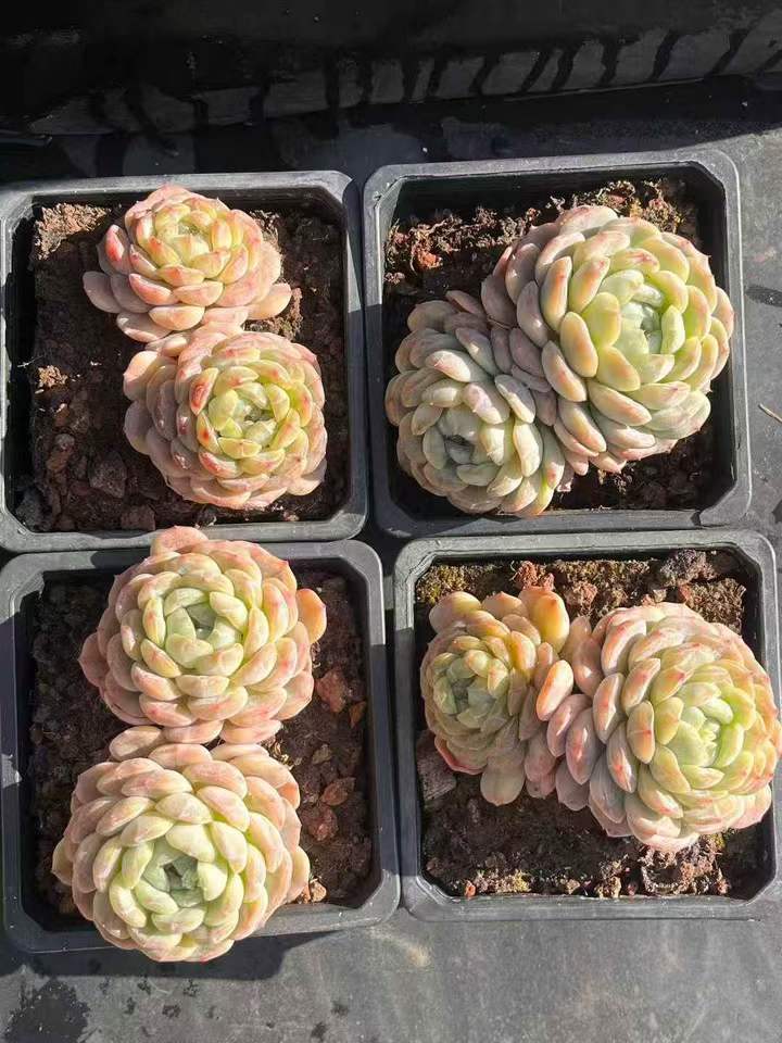 262961 ホワイトラバー