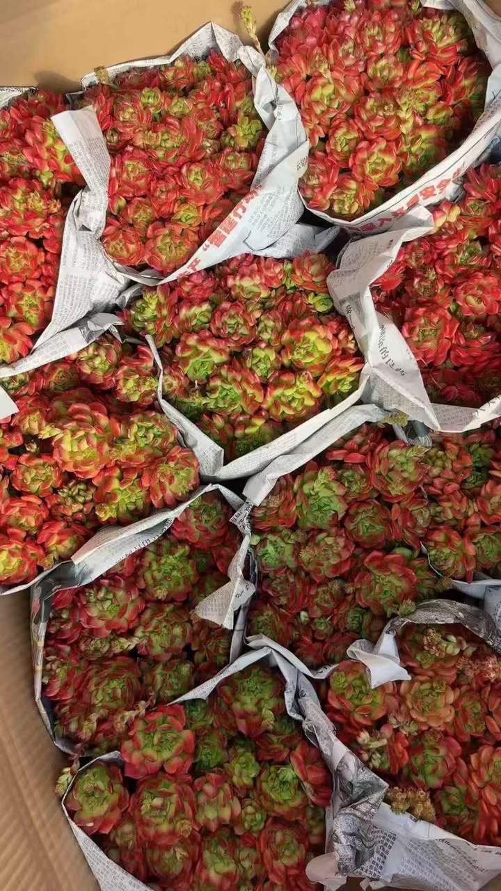 263441 スモールランタン