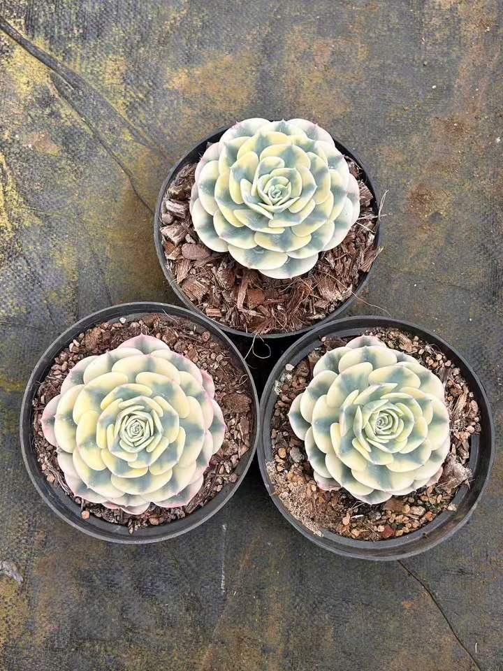 T26451 ルノーディーン錦