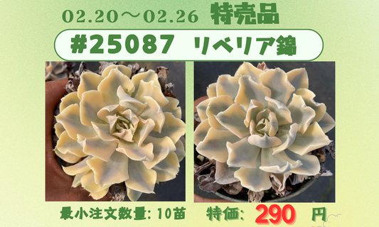 2026.2.20~2026.2.26特売品