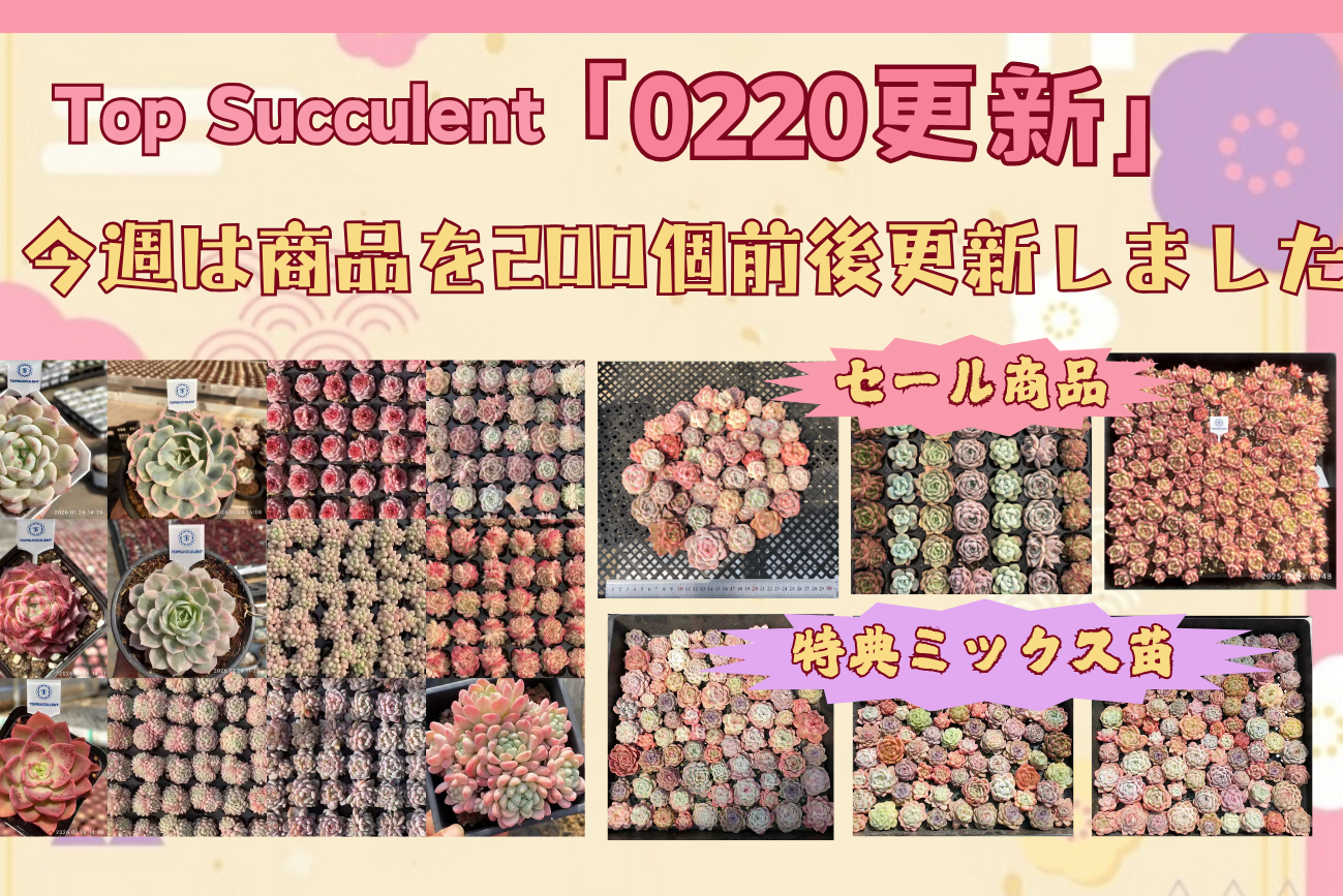 TOPSUCCULENT 10個 24444 レジェンド 群生崩れ注意 多肉植物