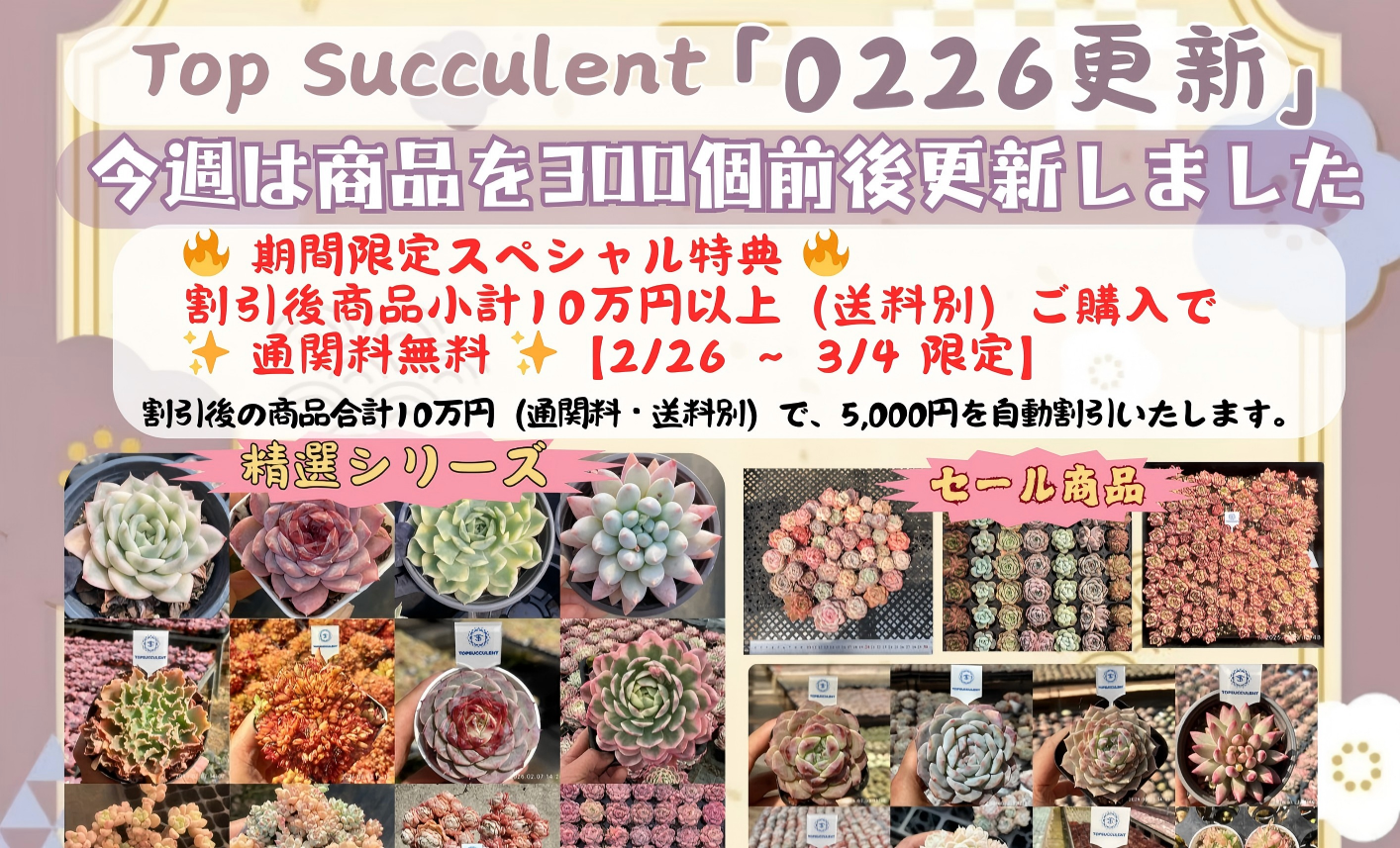 TOPSUCCULENT 10個 24444 レジェンド 群生崩れ注意 多肉植物