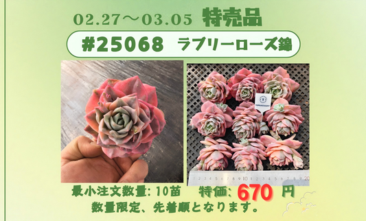 2026.2.27~2026.3.5特売品