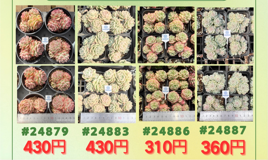 2026.3.6~2026.3.12特売品