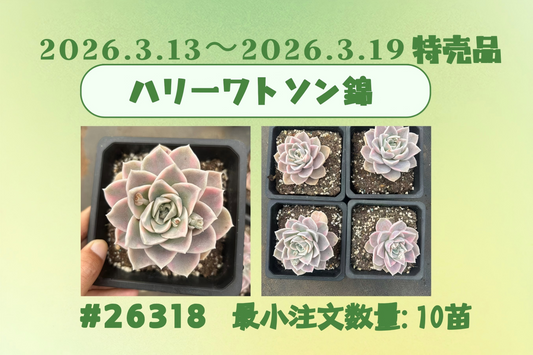 2026.3.13~2026.3.19特売品