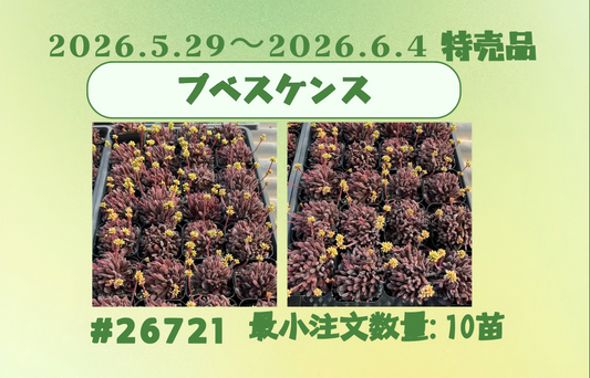2026.5.29～2026.6.4特売品