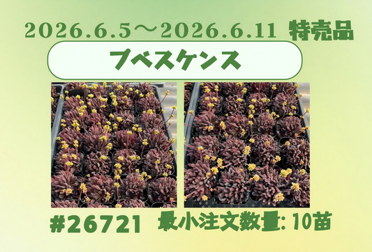 2026.6.5～2026.6.11特売品