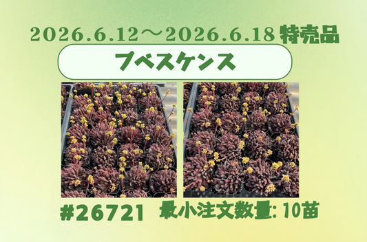 2026.6.12～2026.6.18特売品