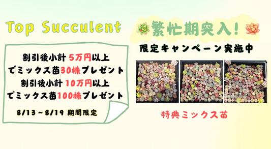 繁忙期突入！限定キャンペーン実施中