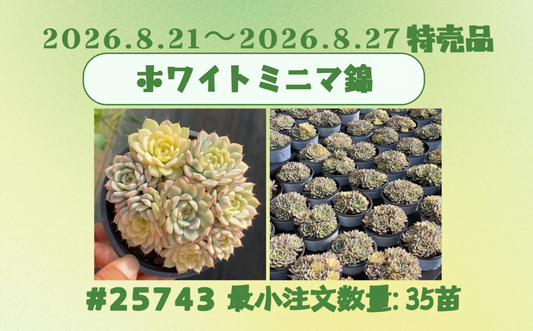 2026.8.21～2026.8.27特売品