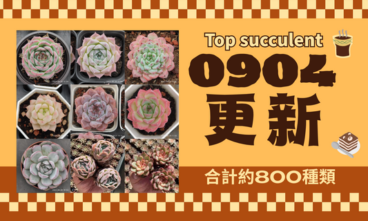 No.562 ❁ピーチデーモン❁ 現品 苗 多肉植物 寄せ植え No.562 ❁ピーチデーモン❁ 現品 苗 多肉植物 寄せ植え 観葉植物
