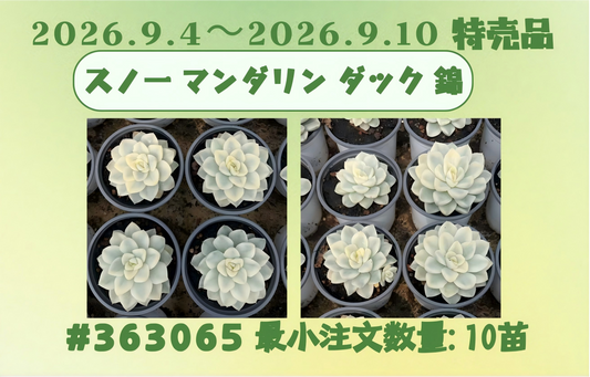2026.9.4～2026.9.10特売品