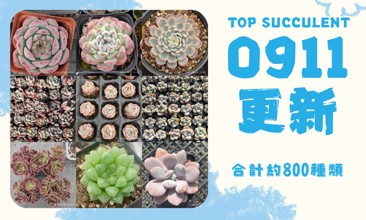Top Succulent 花の源海外基地 多肉植物輸出 通関 ドアツードア