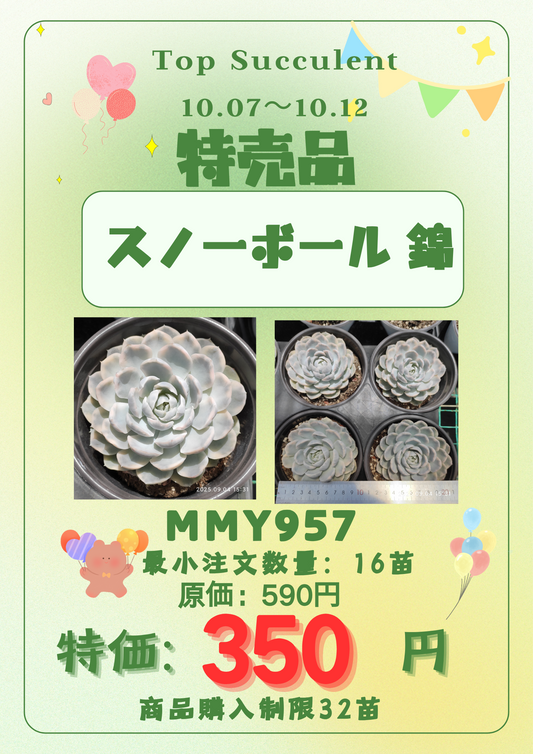 イチゴナツモモ54個　南アフリカ産　喜望峰産 イチゴナツモモ54個 南アフリカ産 喜望峰産 イチゴナツモモ54個