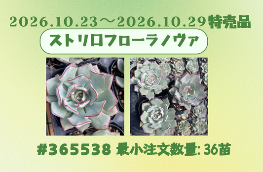 2026.10.23～2026.10.29特売品