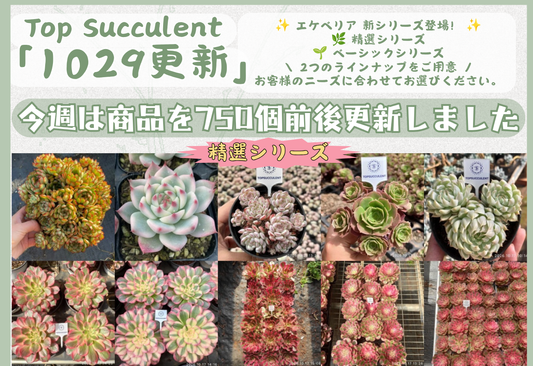 新着-1029更新