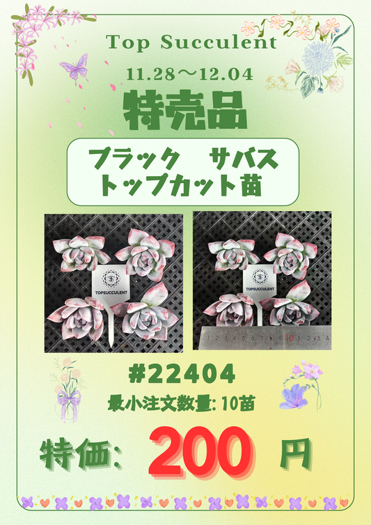 11.29~12.04特売品