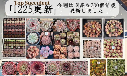 Top Succulent 中国多肉植物生産基地 日本へ輸出 通関 ドアツードア