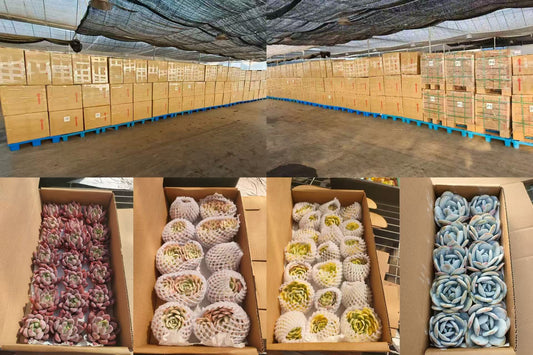 2026年2月6日出口作業現場