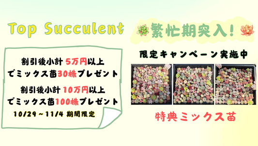 繁忙期突入！限定キャンペーン実施中