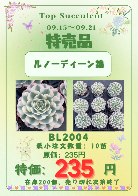 お取り置き専用　多肉植物　❁︎シュビル錦　未発根 多肉植物姫秋麗