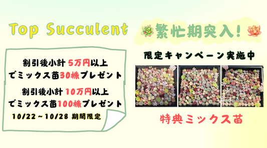 繁忙期突入！限定キャンペーン実施中