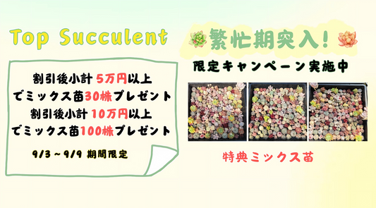 繁忙期突入！限定キャンペーン実施中