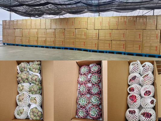 2026年3月20日出口作業現場