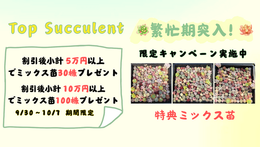 繁忙期突入！限定キャンペーン実施中