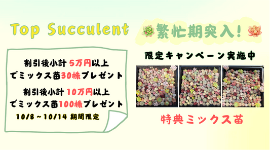 繁忙期突入！限定キャンペーン実施中