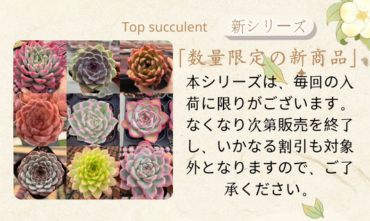 オーズプランツ　青典牡丹　カキコ 2025年最新】青典牡丹 多肉の人気アイテム - メルカリ