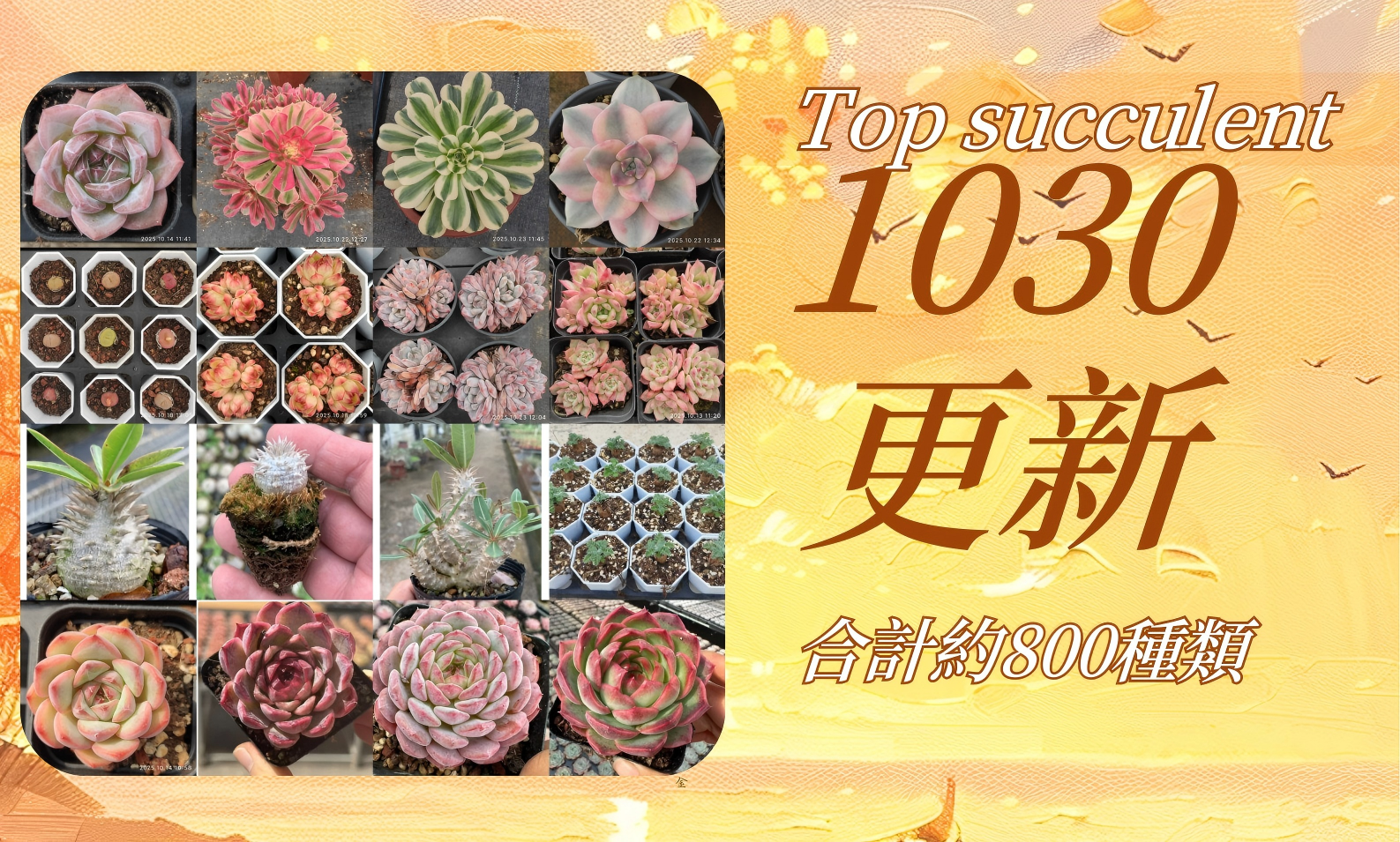 彩之助σ(^_^;)様専用 多肉植物 16点