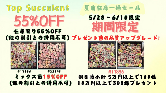 夏前在庫一掃セール！