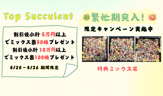 繁忙期突入！限定キャンペーン実施中